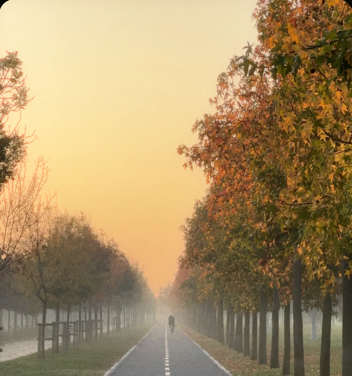 An autumn road in fog, without film